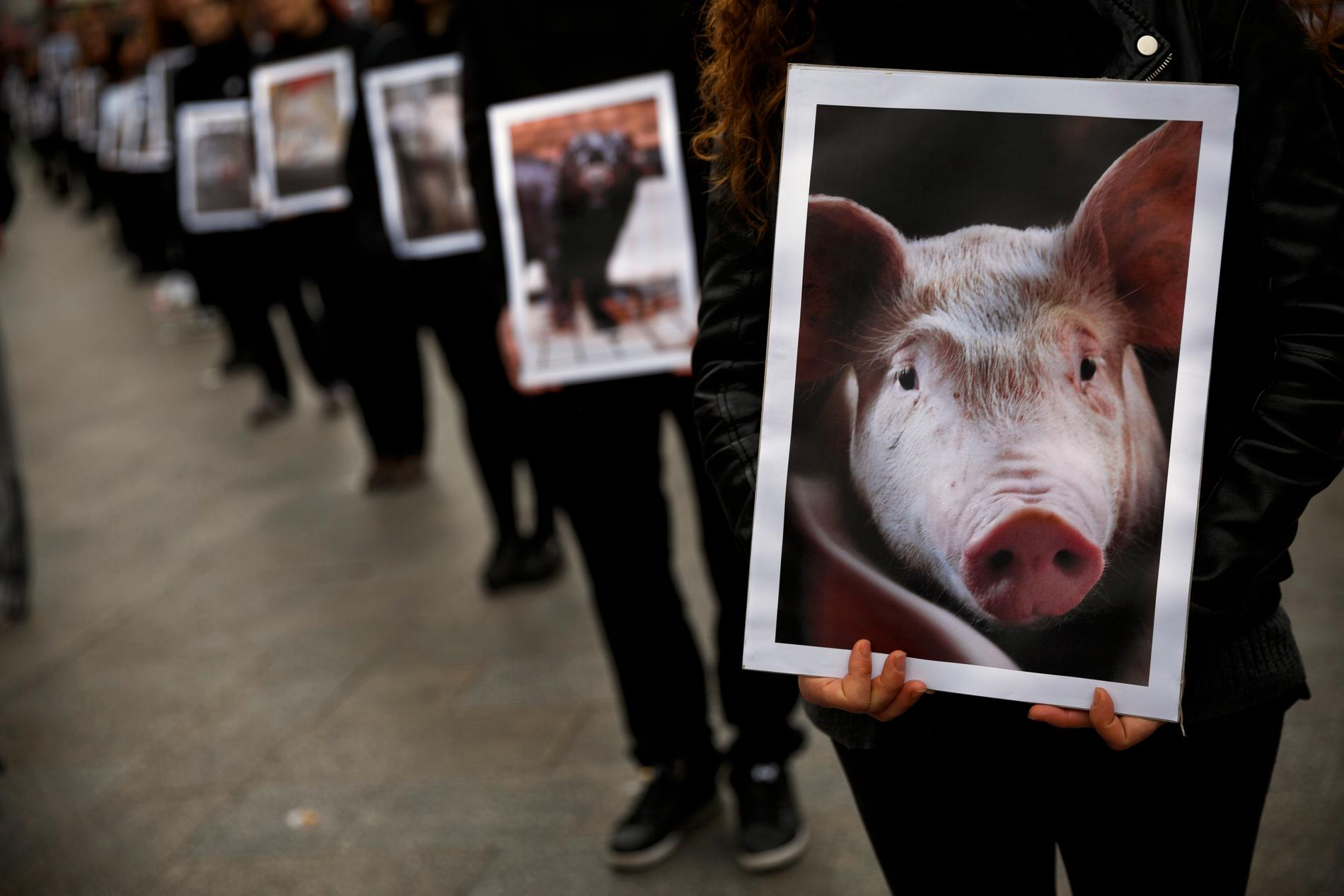 En djurrättsdemonstration i Madrid, Spanien. Arkivbild.