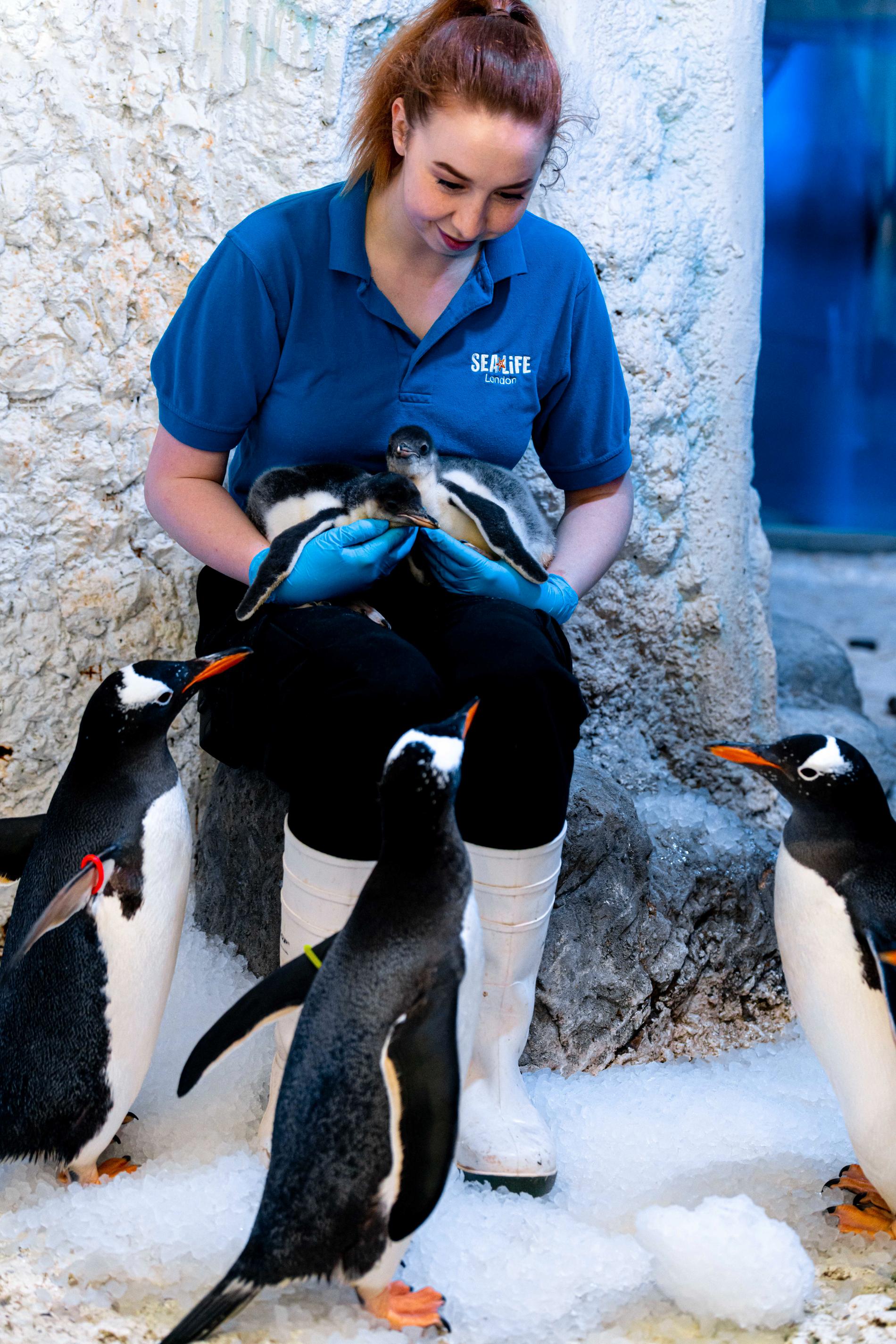 De två nyfödda tillskotten till pingvinkolonin på Sea Life London.
