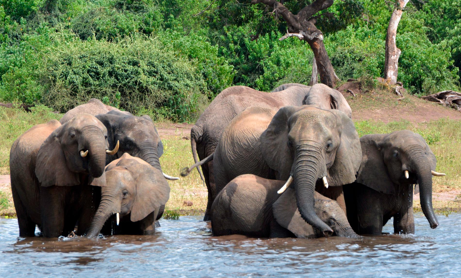 Botswana tillåter jakt på elefanter igen. Arkivbild.