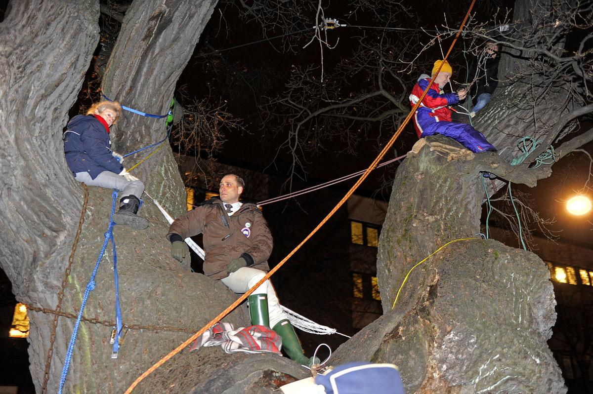 OMRINGADE I ett sista försök att skydda tv-eken hade flera 
demonstranter klättrat upp på stammen.