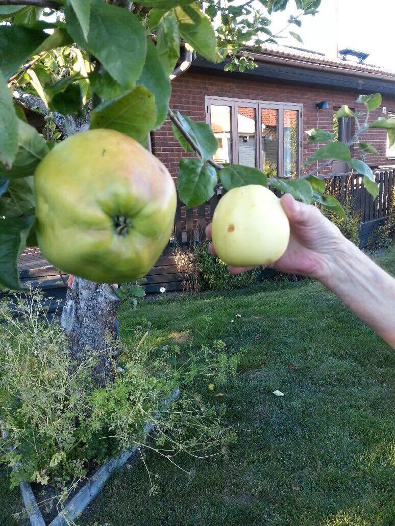 Ingrids äpple slog det tidigare svenska rekordet med 12 gram.