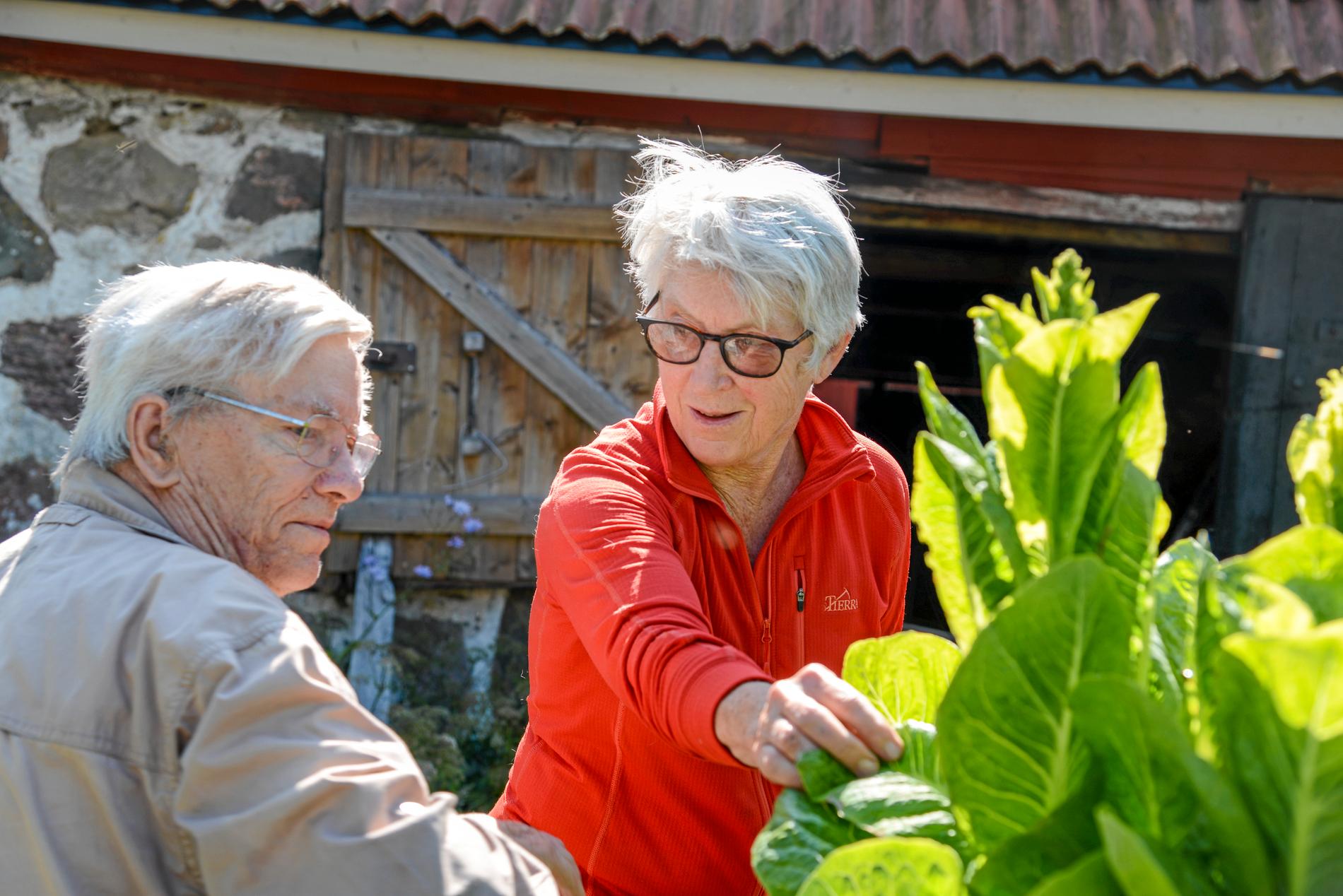 Suzanne Schlyter och Folke Günther tar emot volontärturister till sin lilla gård utanför skånska Hörby sedan några år tillbaka.