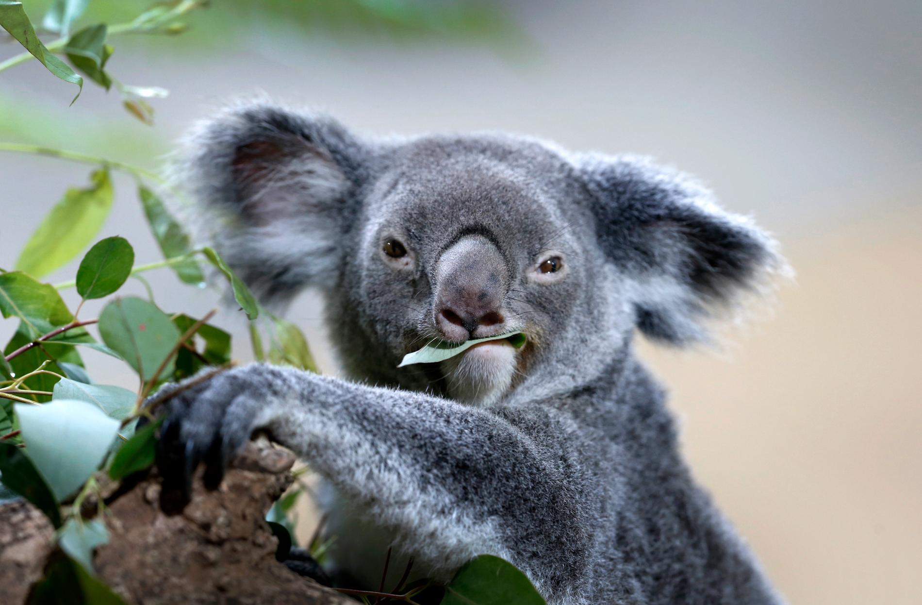 Koalor är svårt drabbade av skogsbränderna i Australien. Det är inte koalan Lewis som syns på bilden.
