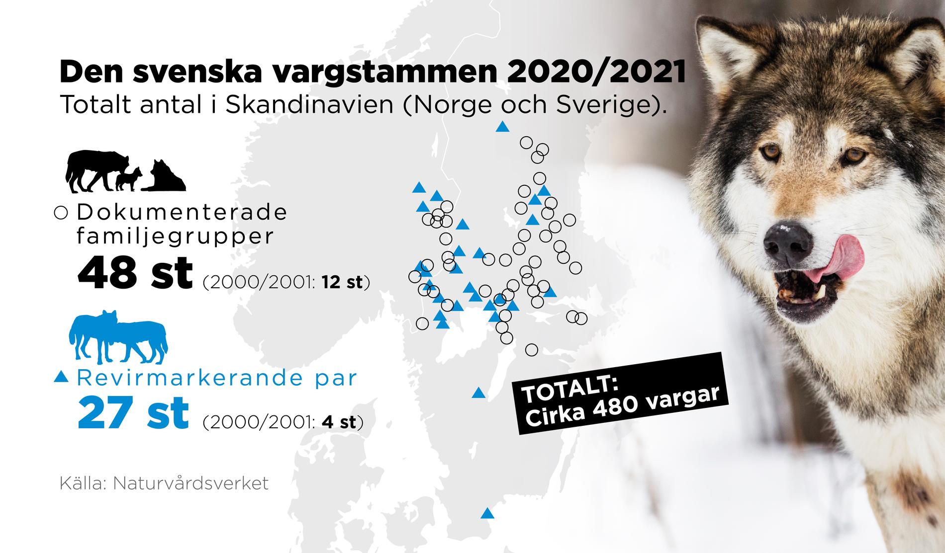 Totalt antal vargar i Skandinavien (Norge och Sverige).