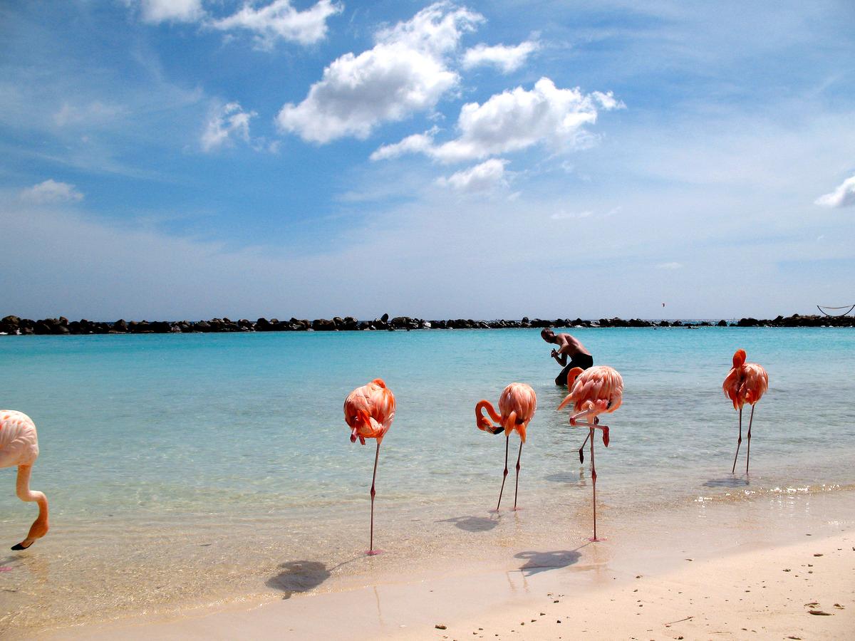 Kallt om tårna? Nä, flamingos gillar bara att stå på ett ben.