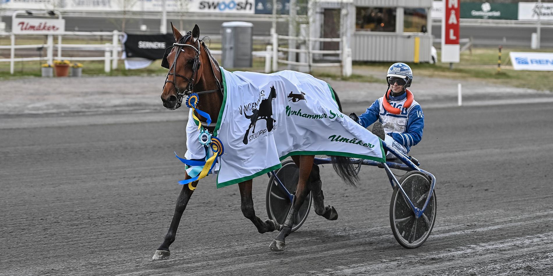Fyraåriga stoet Impala Am är en av de hästar som Daniel Wäjersten selar ut på V75 från Bollnäs. 