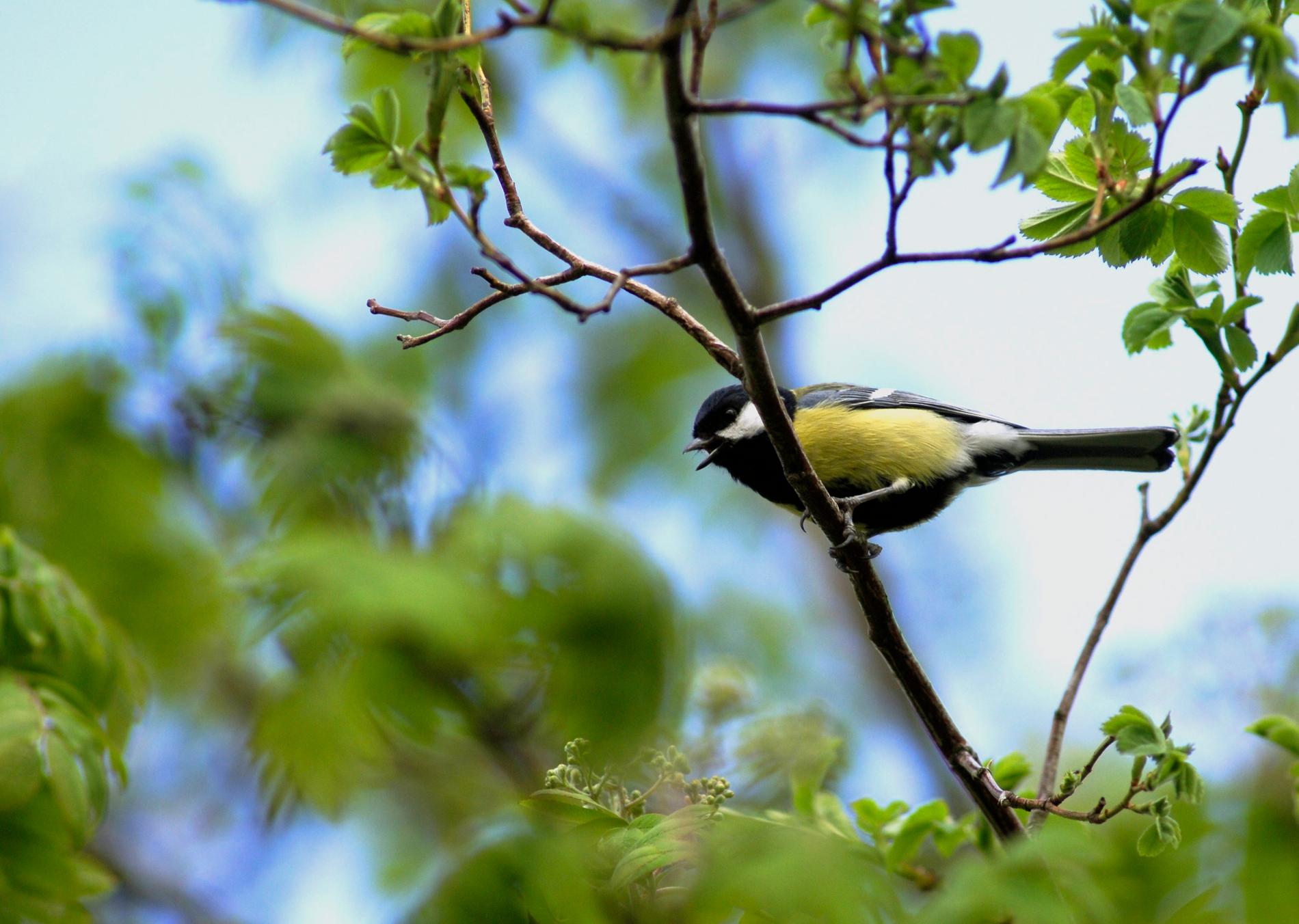 Talgoxar och andra fåglar gör sig redo för sommaren, men samhället är inte förberett på klimatförändringens effekter.