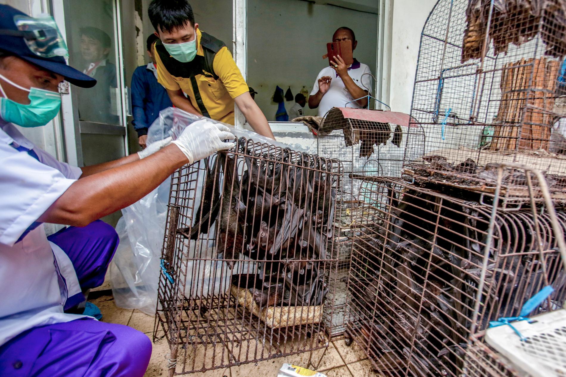 Fladdermöss från en levande djurmarknad i Solo, centrala Java, Indonesien, konfiskeras och avlivas i kölvattnet efter coronavirusutbrottet, lördagen den 14 mars 2020. 