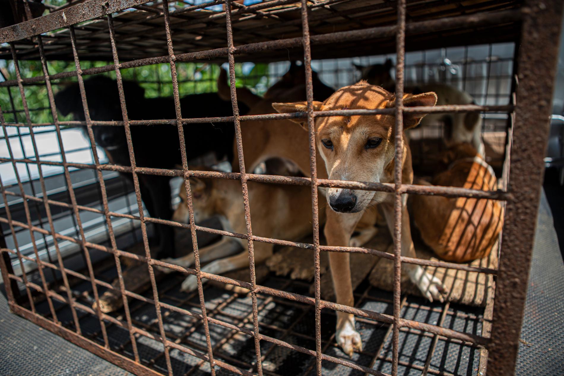 Indonesien är ett av endast en handfull i världen som fortfarande tillåter försäljning av hundkött. Bilden är från en djurmarknad på ön Sulawesi som stängdes i fjol. Arkivbild.