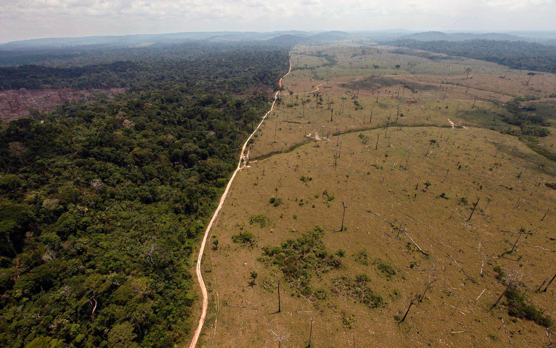 Bild från den brasilianska delstaten Para visar gränsen mellan den ursprungliga regnskogen och den avverkade