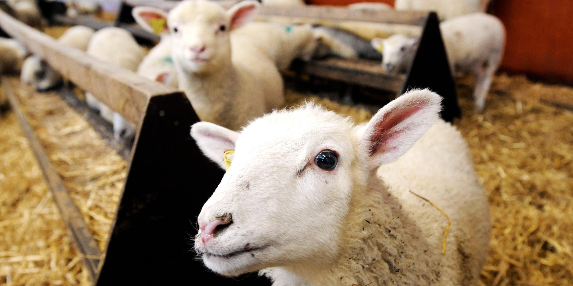 Lammföretagarna ökade mest i länet – med 16 procent.