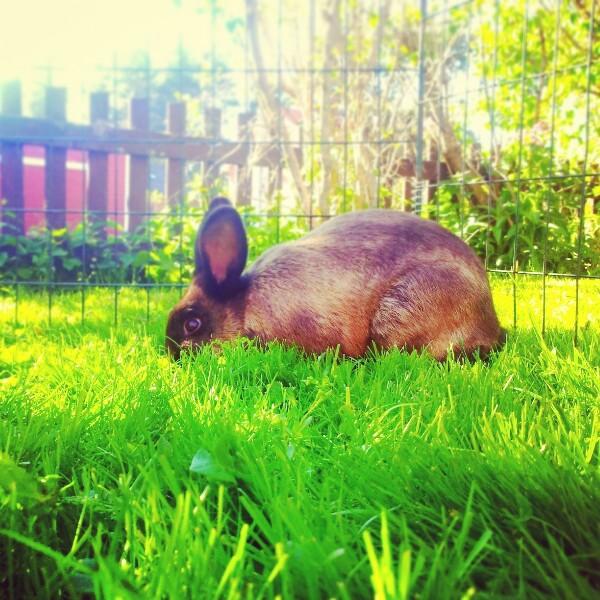 Kaninerna njuter av det gröna sommargräset.