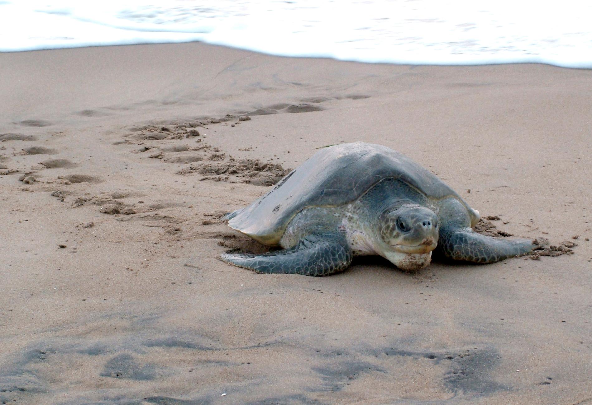 En sydlig bastardsköldpadda på en strand. Arkivbild.