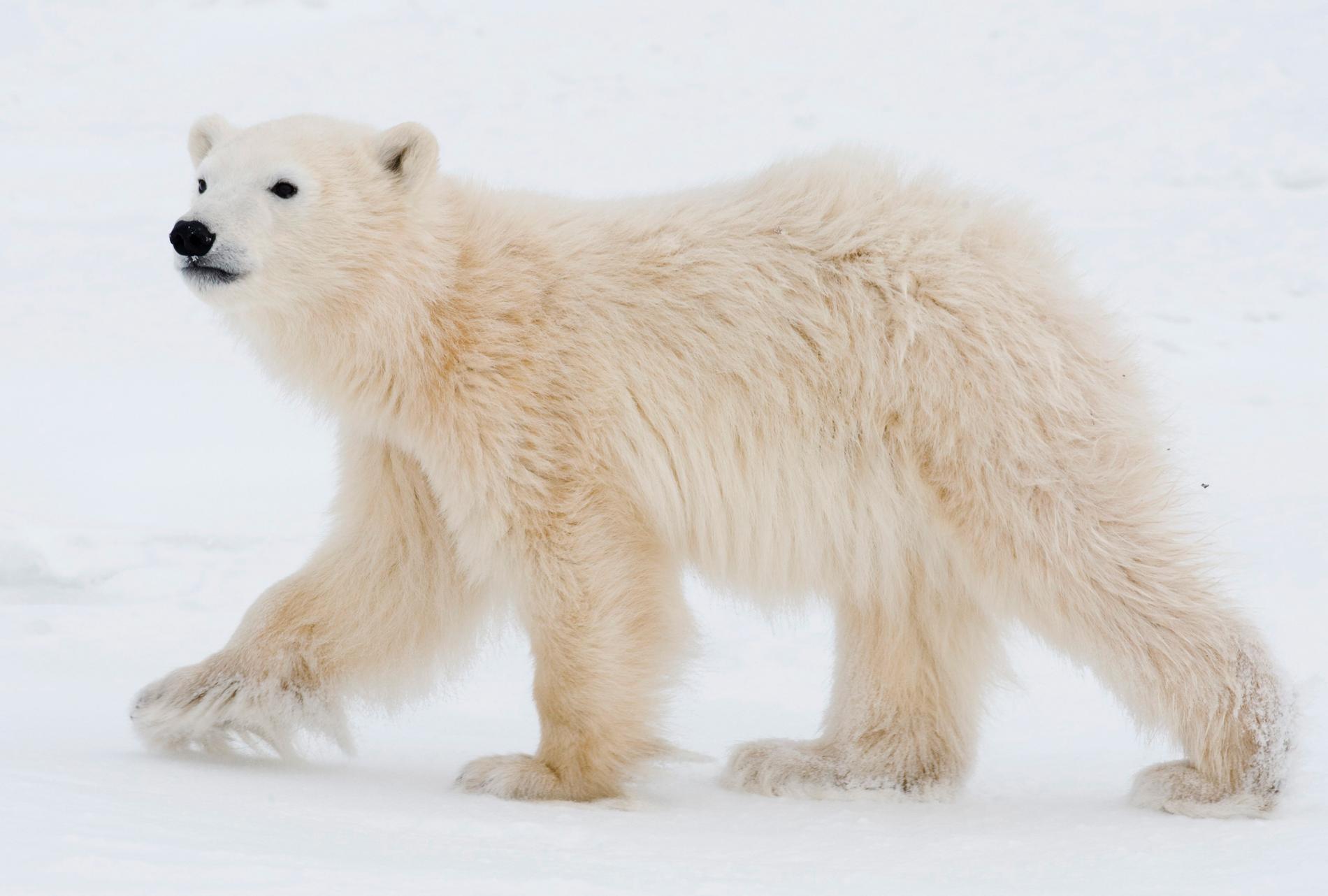 En isbjörnsunge i närheten av staden Churchill i Kanada. Arkivbild.