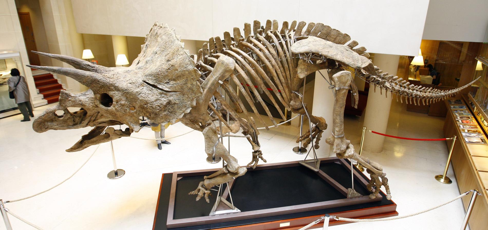 En triceratops från släktet ceratopsier vars ben tros ha hittats i Skåne