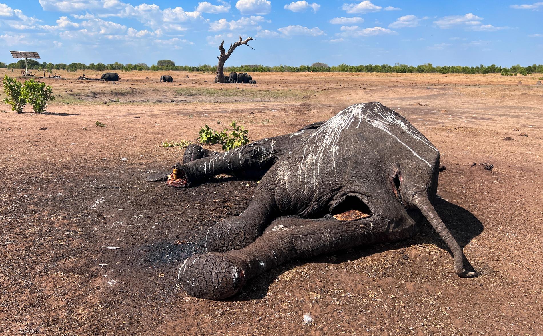 En död elefant, bara några meter från ett vattenhåll i Hwange National Park. Minst hundra elefanter har dött de senaste veckorna i nationalparken på grund av torkan.