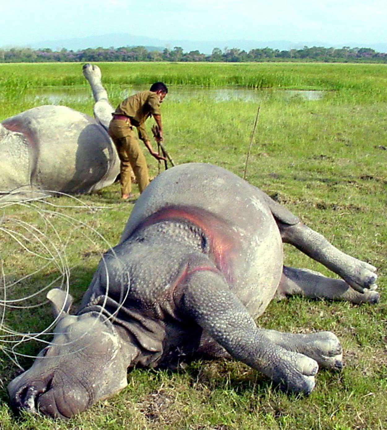 Noshörningar dödade av tjuvskyttar för sina horn, här i ett naturreservat i Indien.