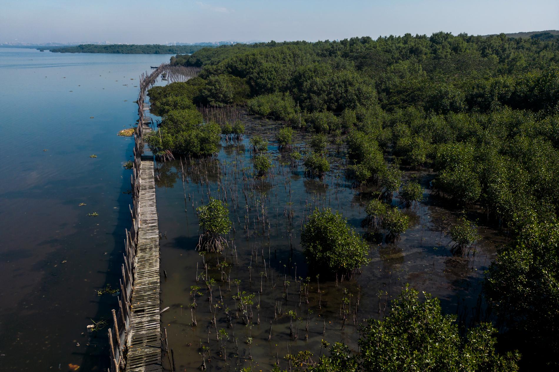 En flygbild från 2023 över nyplanterad mangrove, där det tidigare var soptipp, i Duque de Caxias i Brasilien.