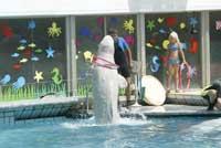 Delfiner som tidigare var i ryska lottans tjänst underhåller nu barnfamiljer.