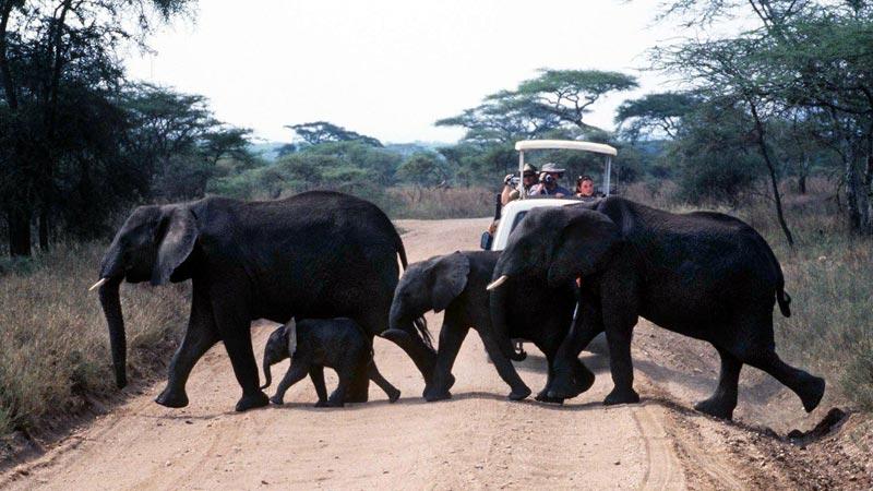 Djuren har företräde i Serengeti.