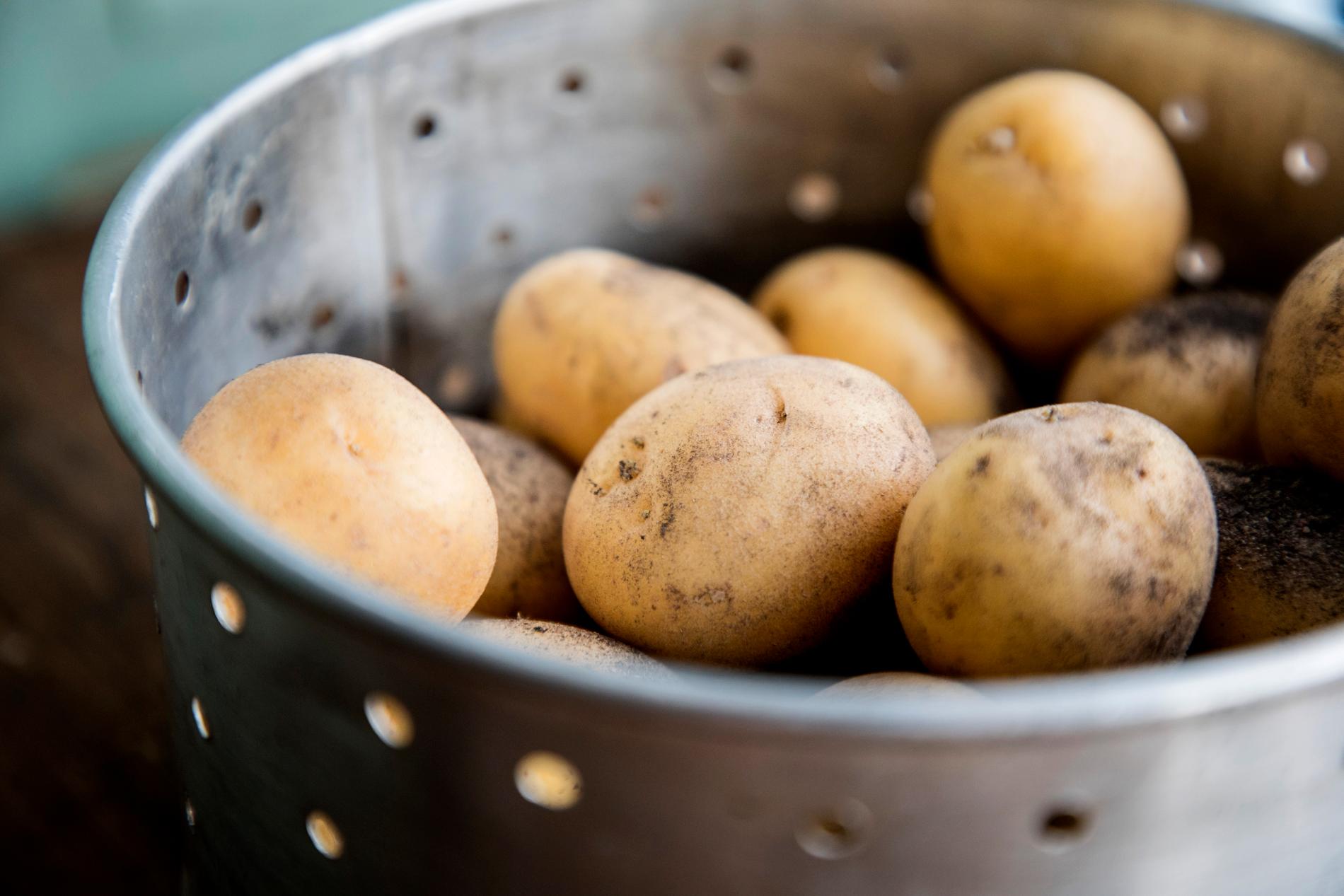 Minusgrader i Sydsverige har fått potatisen att sluta växa. Arkivbild.