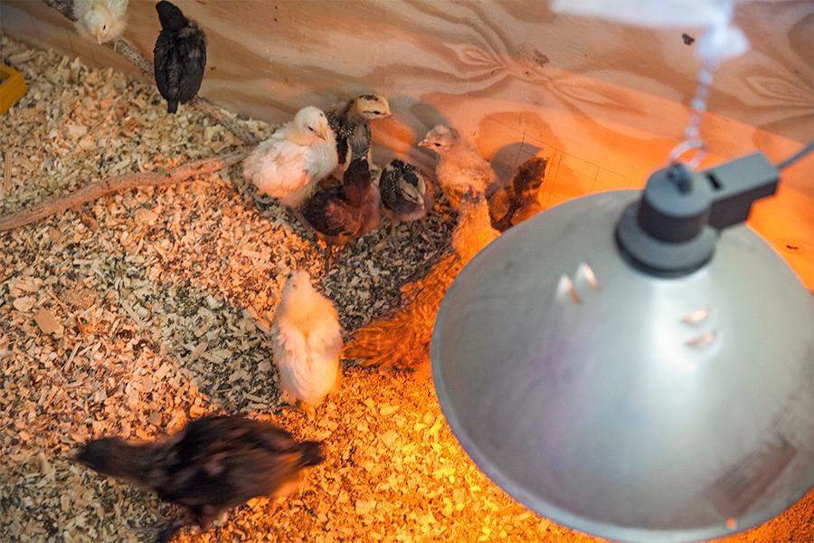 Kycklingarna håller värmen under värmelampan.