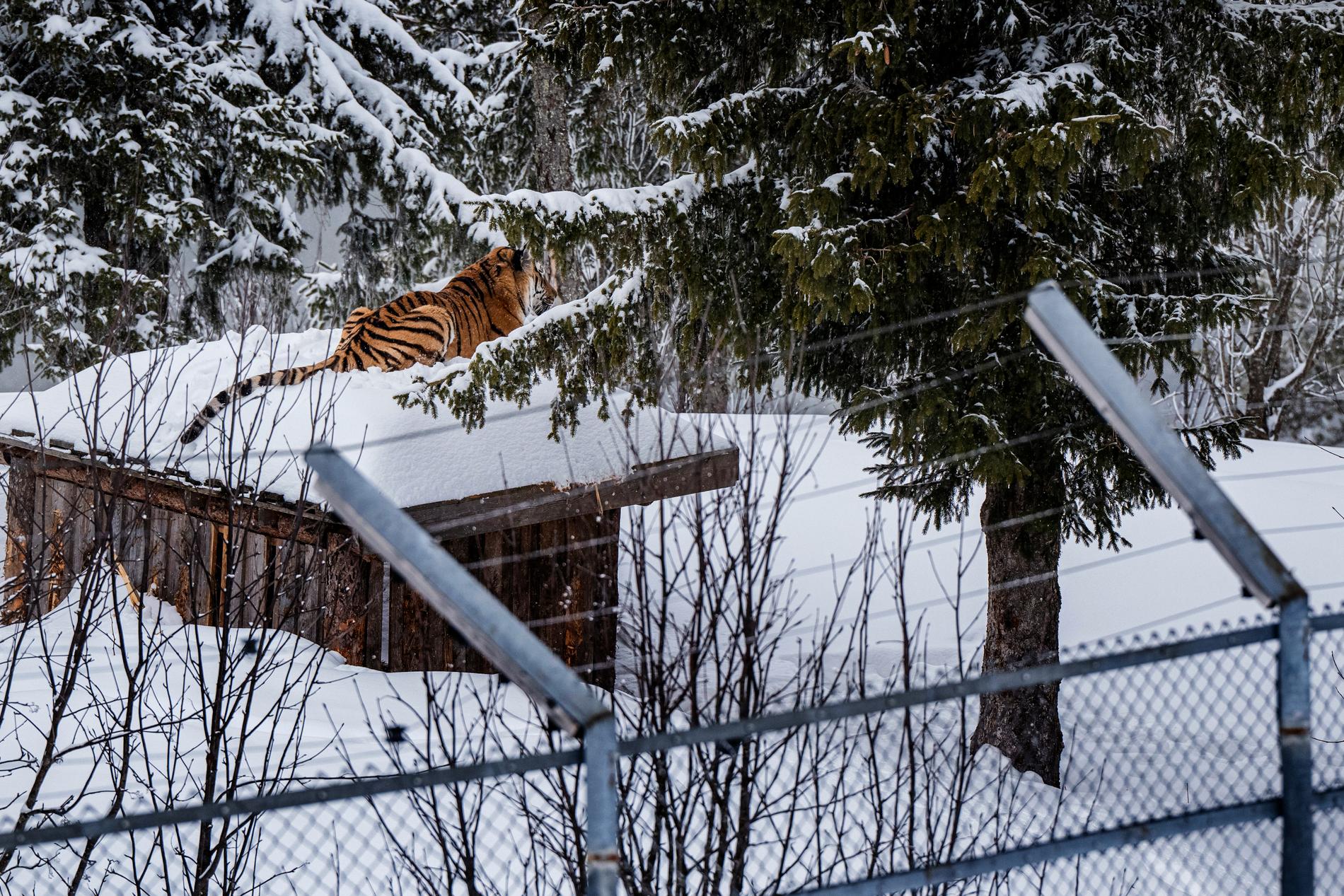 En av parkens sibiriska tigrar. 
