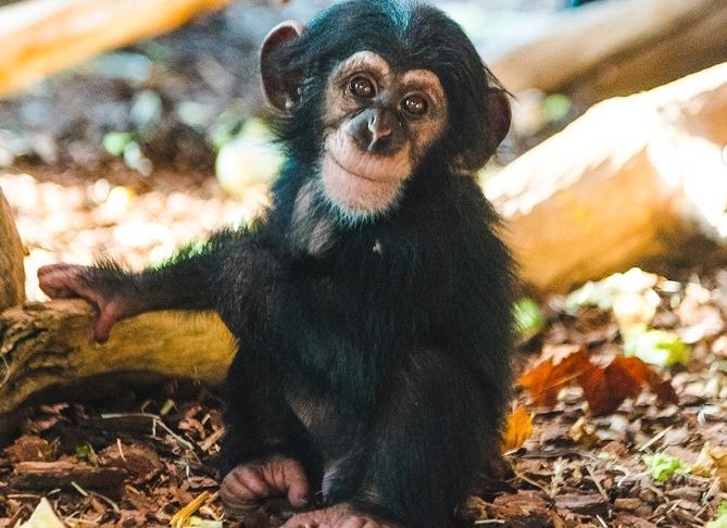 Lille Torsten, 3, är en av schimpanser som dog.