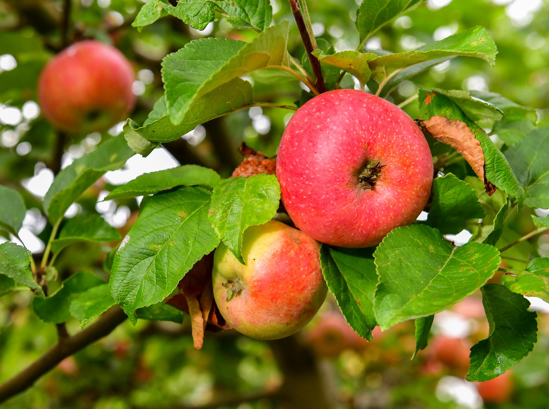 Mängder har frukt har försvunnit från en äppelodlares ägor i Skåne. Arkivbild.