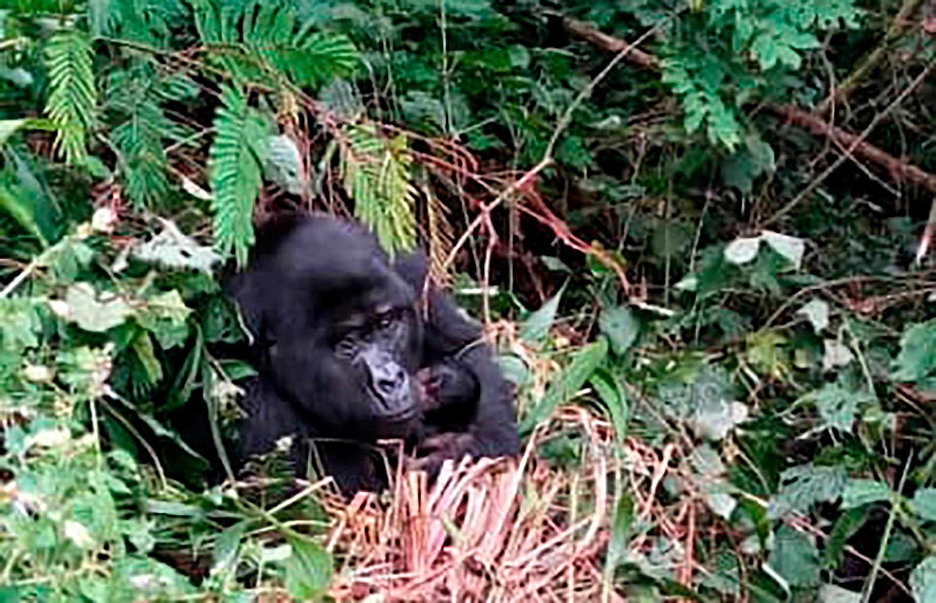 Fem gorillor har fötts på bara sex veckor i Bwindis ogenomträngliga nationalpark, som huserar omkring hälften av världens kända bergsgorillor. En av dem fångades på bild i början av augusti.