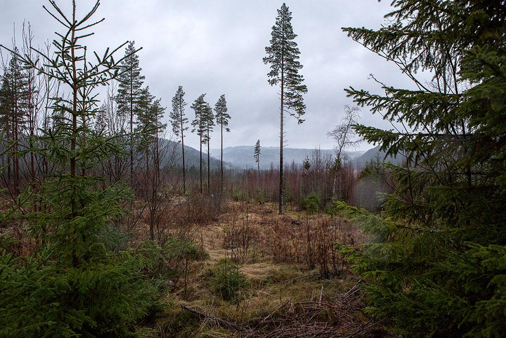 Skogen, som finns namngiven i tipset, där 11-årige Johan Asplund uppges ligga begravd.