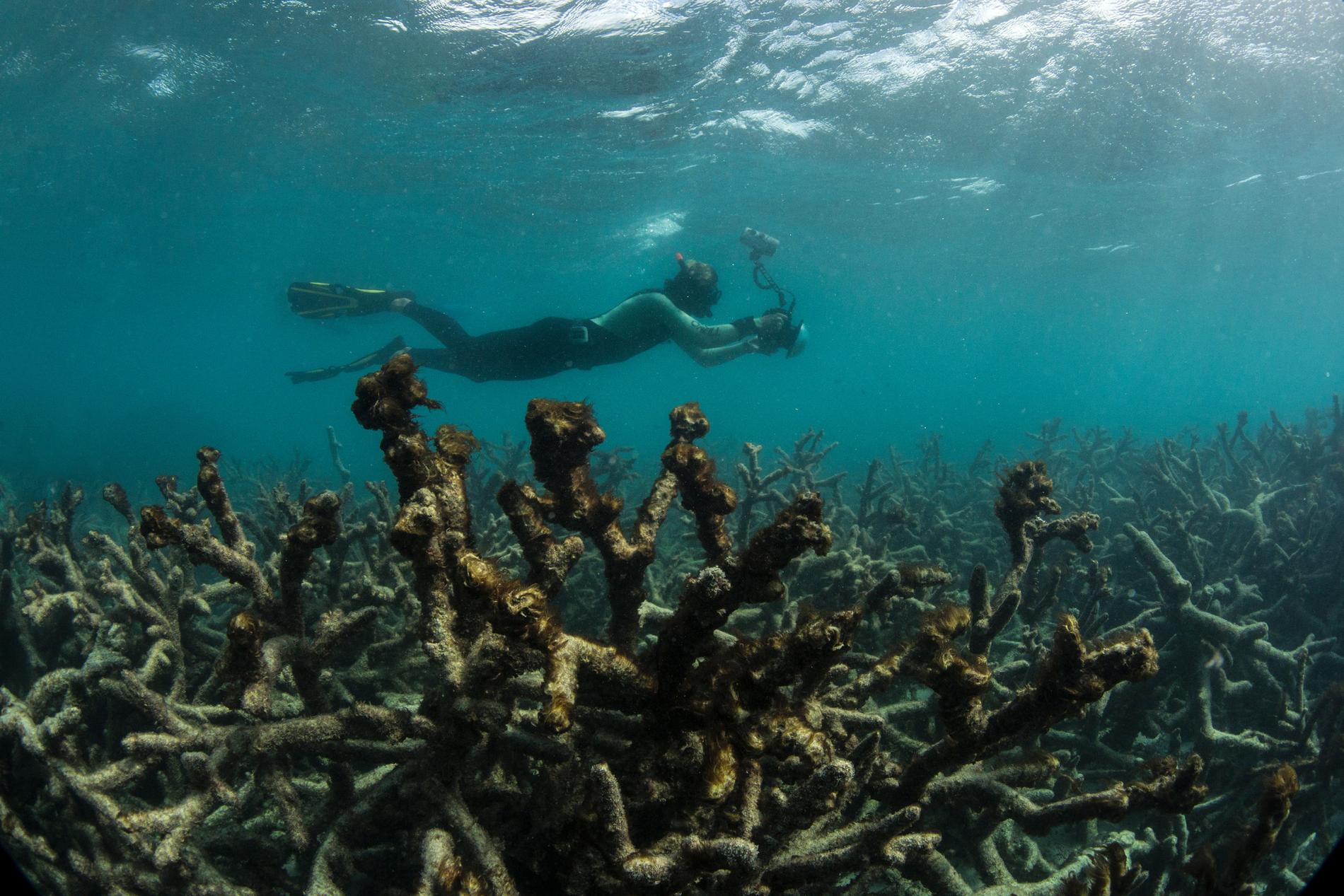 Döda koraller i stora barriärrevet i Australien. 