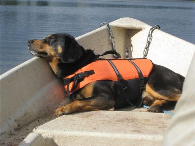 Hund på båttur.