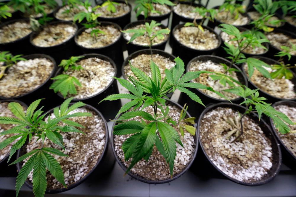 Fler och fler länder börjar tillåta marijuana för medicinskt bruk.