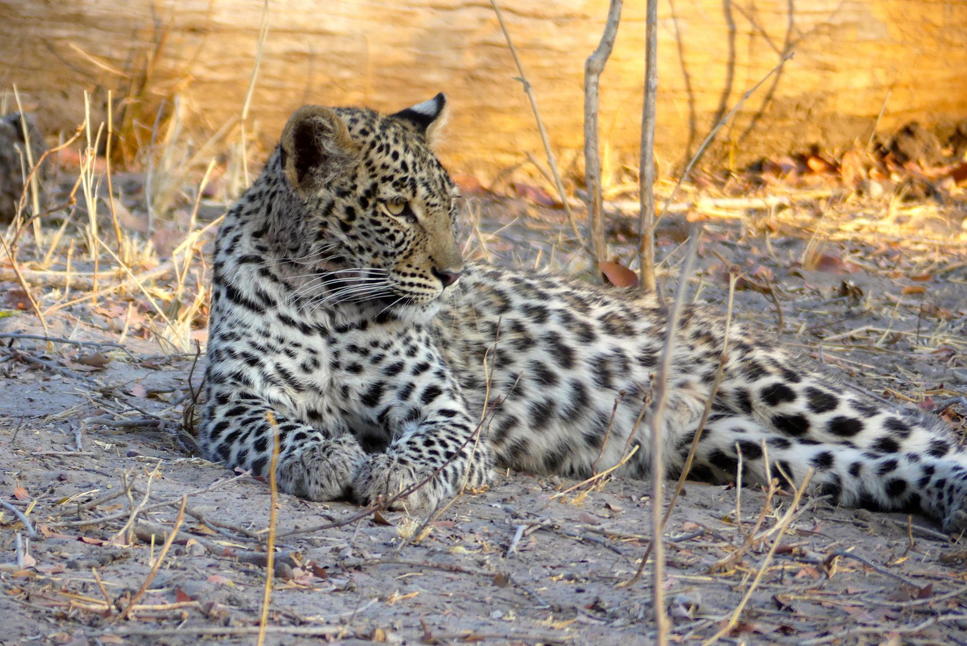 En tvåårig pojke har dött efter att ha blivit attackerad av en leopard. Arkivbild.
