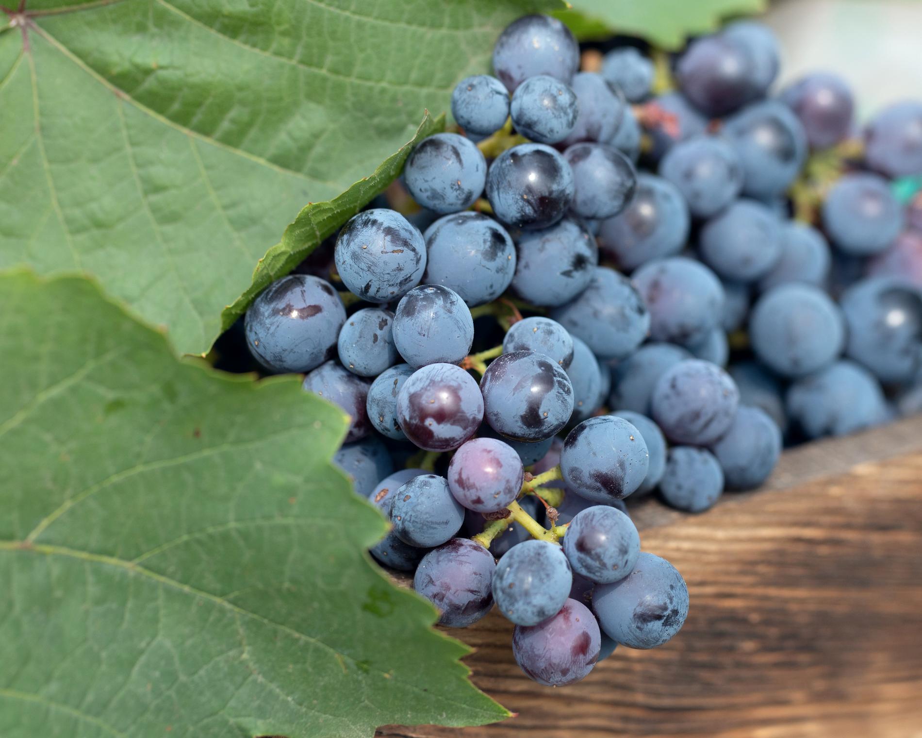 Lär dig mer om druvorna på en vingård.