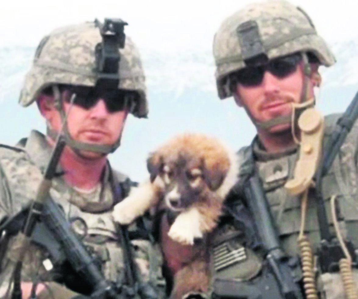 Hjältejycken Hunden Target avslöjade självmordsbombaren som var på väg att spränga USA-basen. Attentatet misslyckades och hunden räddade livet på 50 soldater.