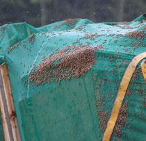 Tack vare regnet höll sig de flesta bina kring lastbilen.