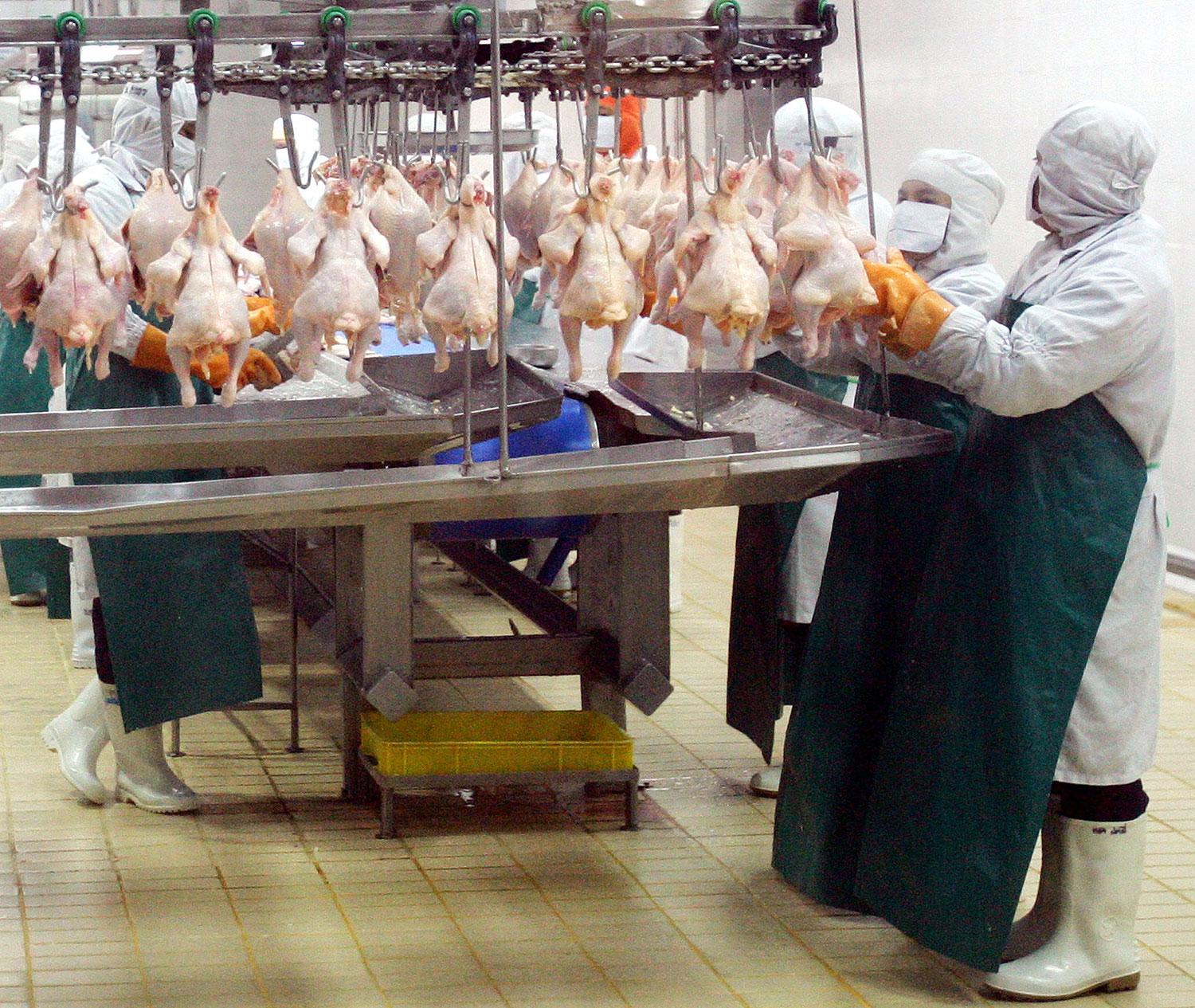 Kycklingfabrik i provinsen Saraburi i centrala Thailand.