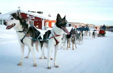 Hundarna står och väntar utanför radhusbyn Ripan i Kiruna, redo för en ny tur ut på fjället.