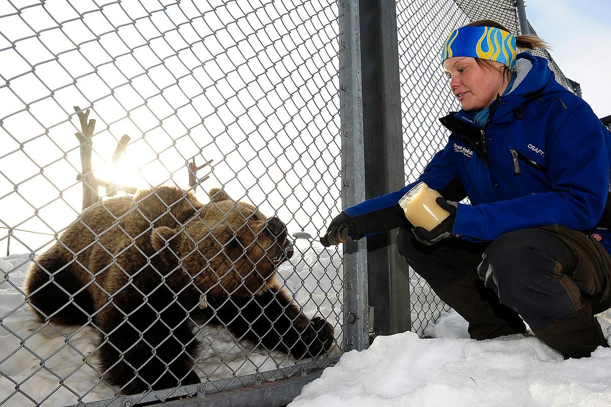 Pernilla Thalin matar björnen Bambam, 4, med honung.
