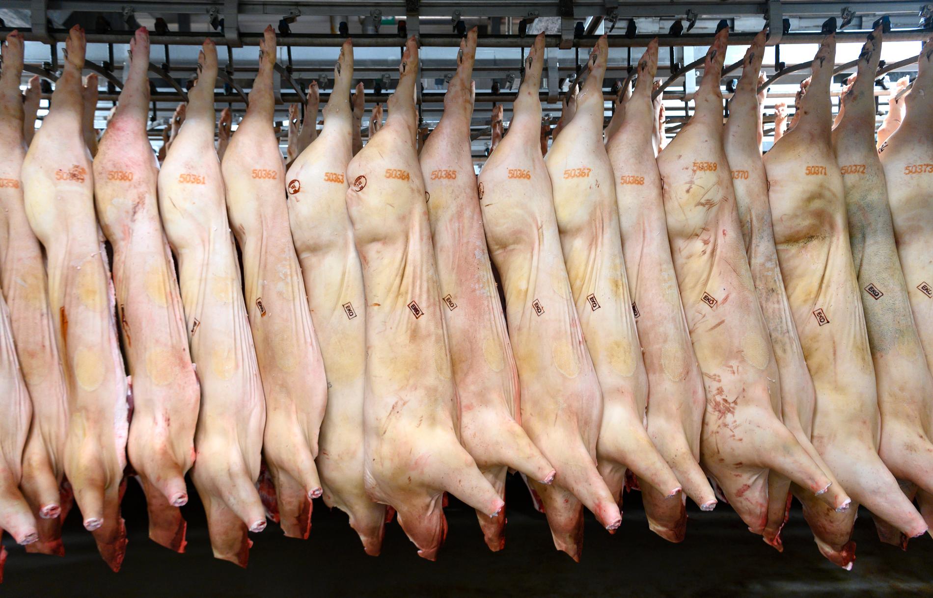 Afrikansk svinpest har slagit ut stora delar av den kinesiska grisproduktionen och under det första halvåret ökade exporten av griskött från EU till Kina med 75 procent. Arkivbild.