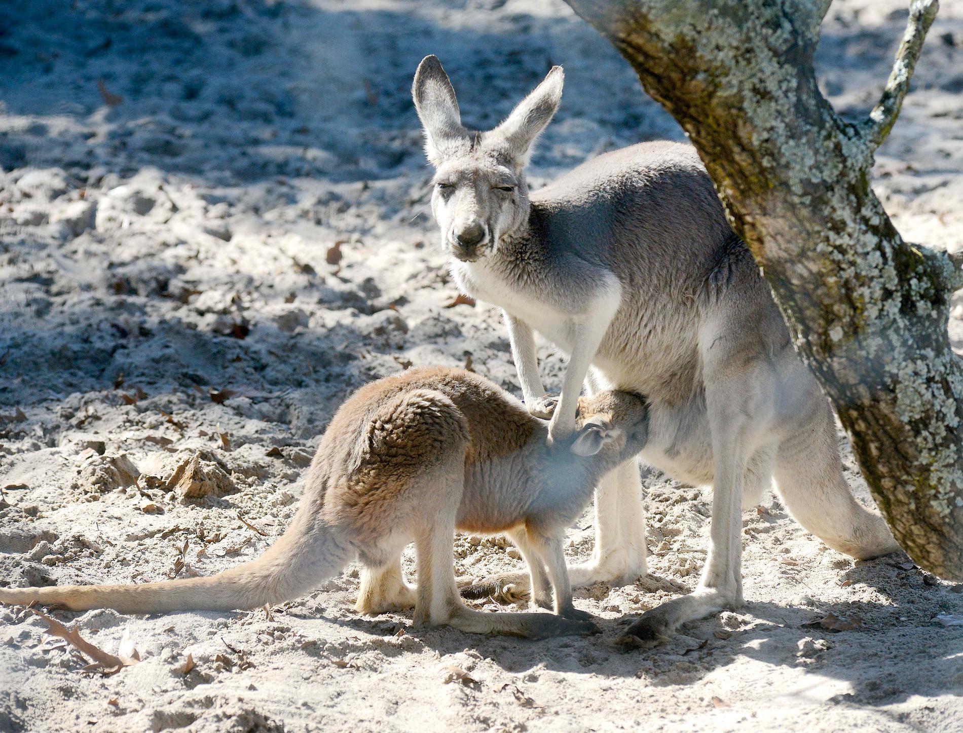 Nio kängurur stals natten mot lördag från ett danskt zoo. Arkivbild.