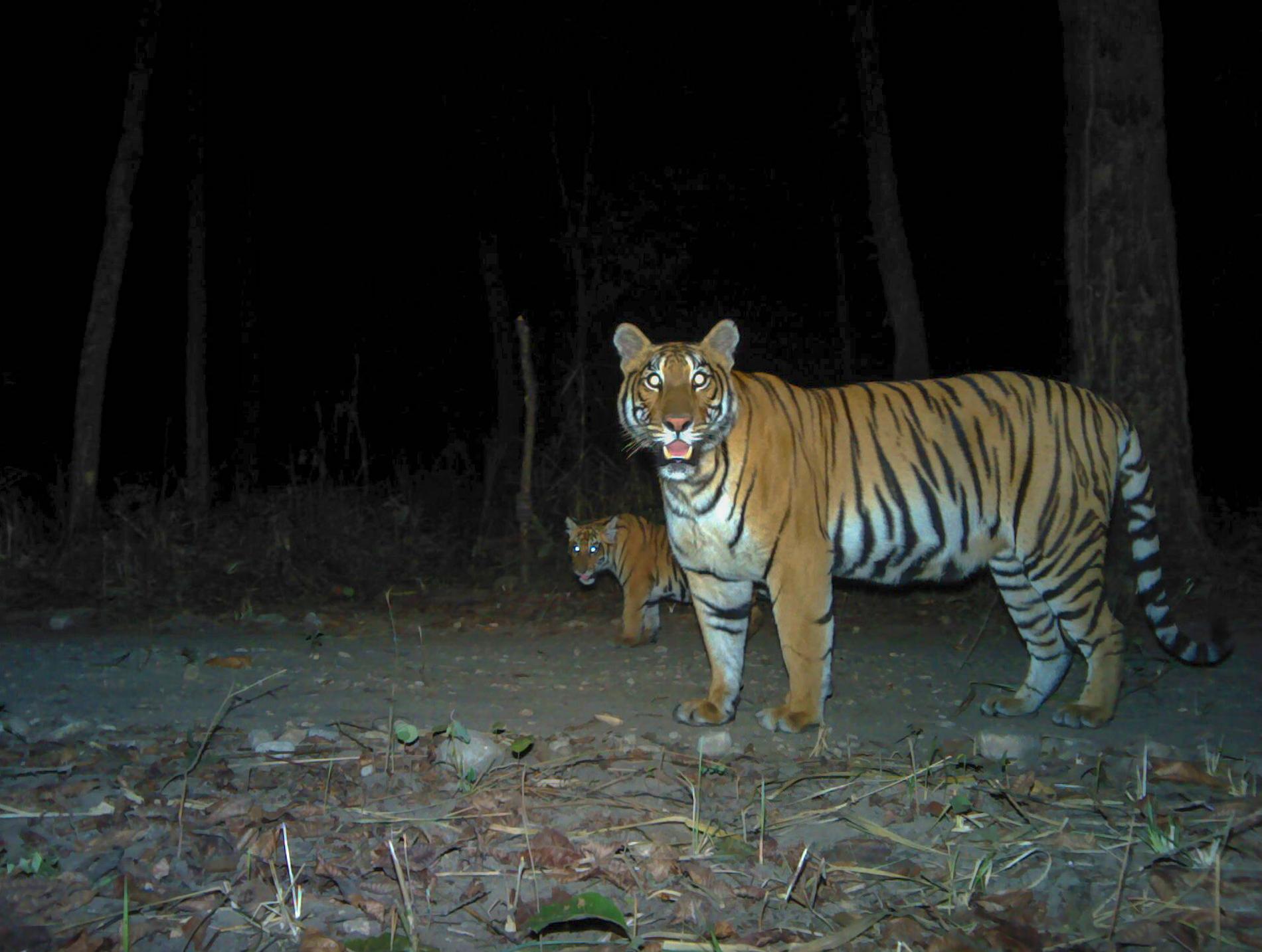 Tigrarna har ökat kraftigt i antal i Nepal i Sydasien. Tigrarna på bilden, en hona med unge, är fotograferade i kamerafälla i nationalparken Parsa.