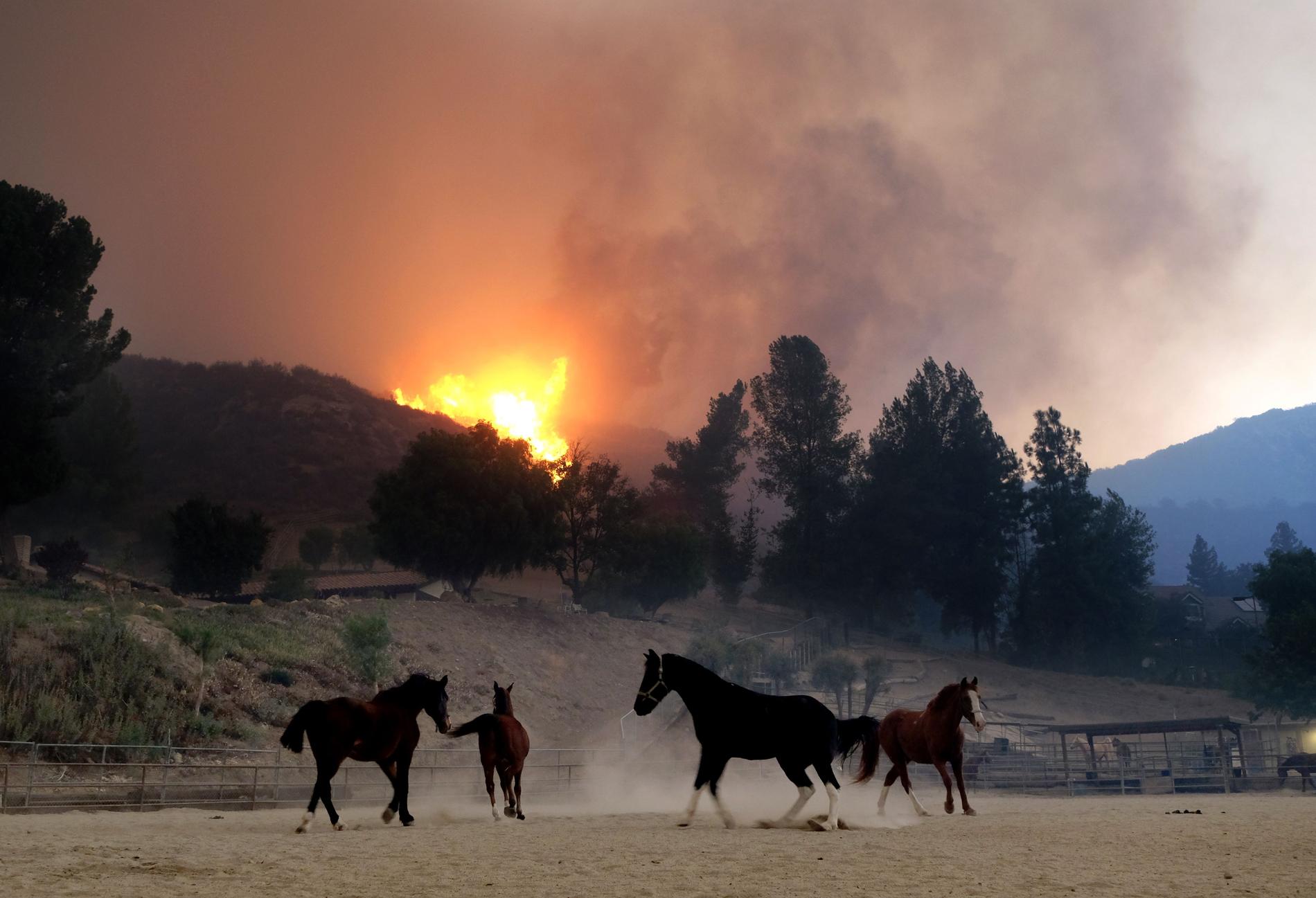 Skrämda hästar på en gård i brandområdet den 9 november. 