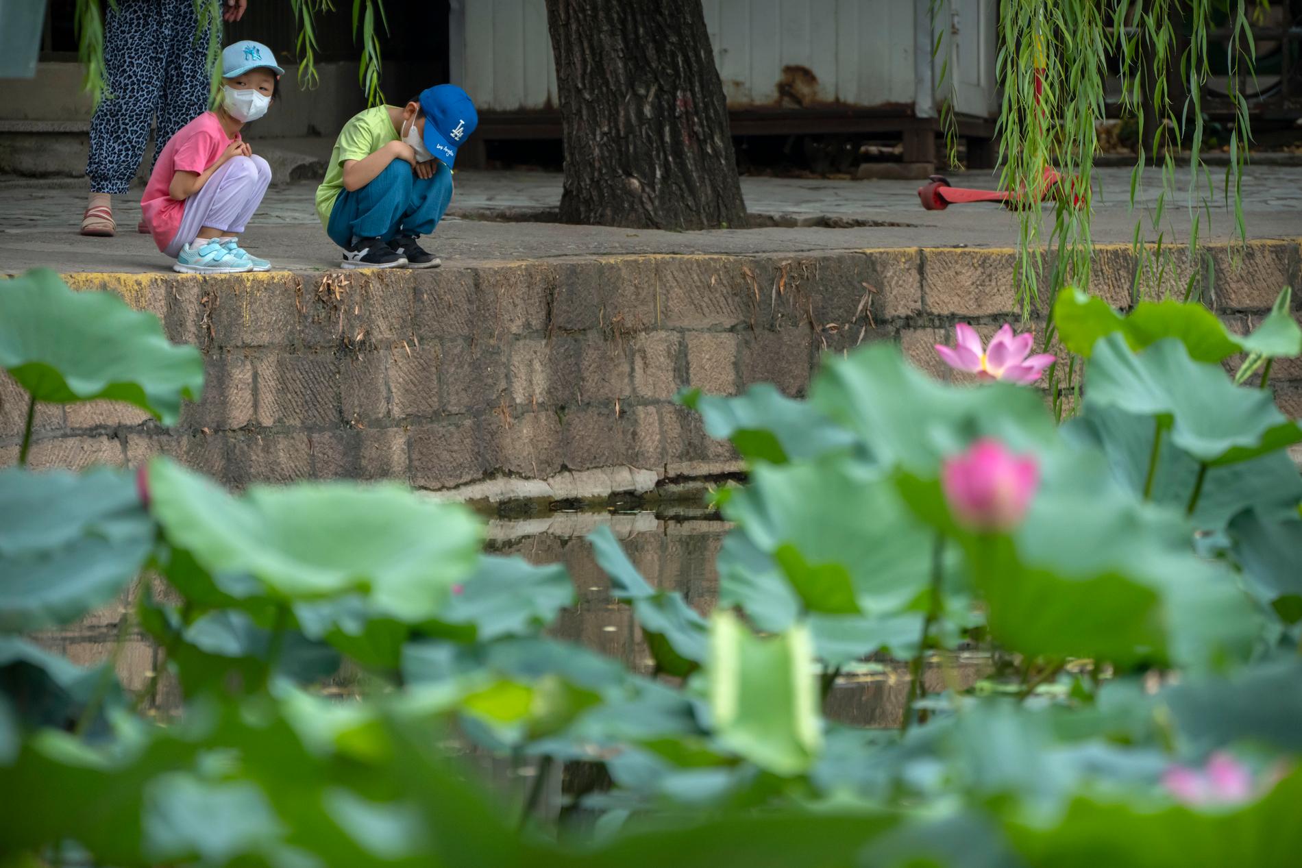 Barn tittar på lotusblommor i en damm i en park i Peking. Bilden är tagen i juli i år.