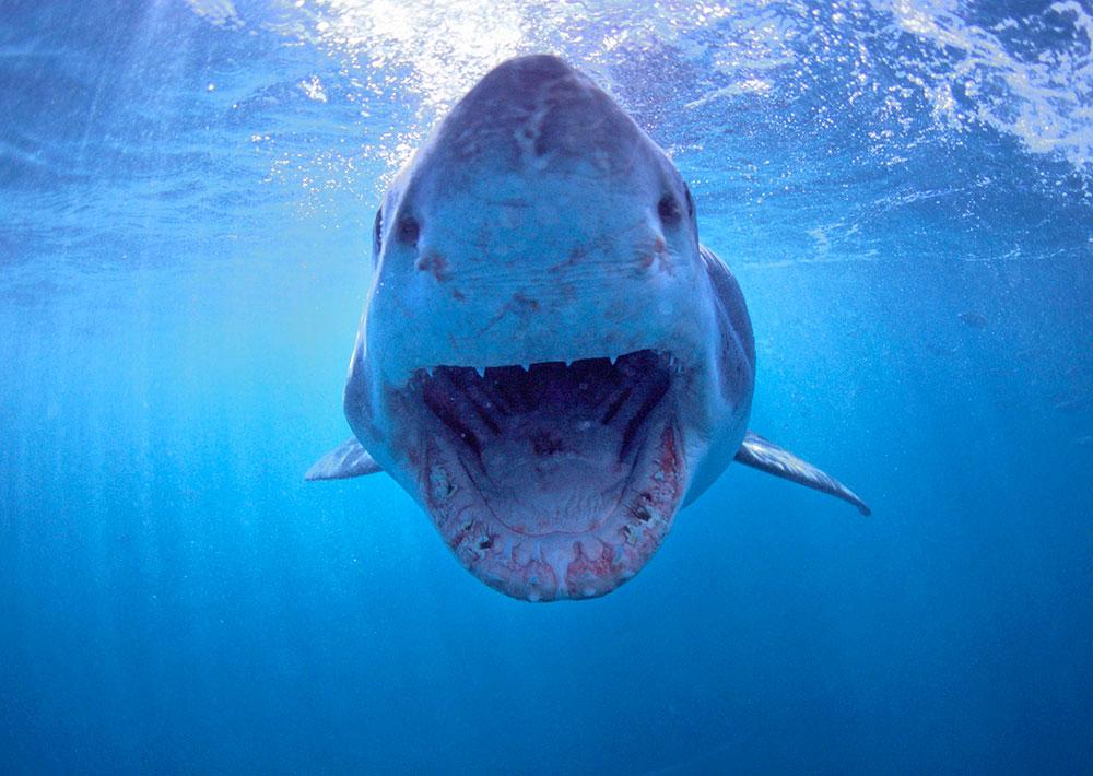 HAJ Färre än en person dör varje år på grund av hajattacker.