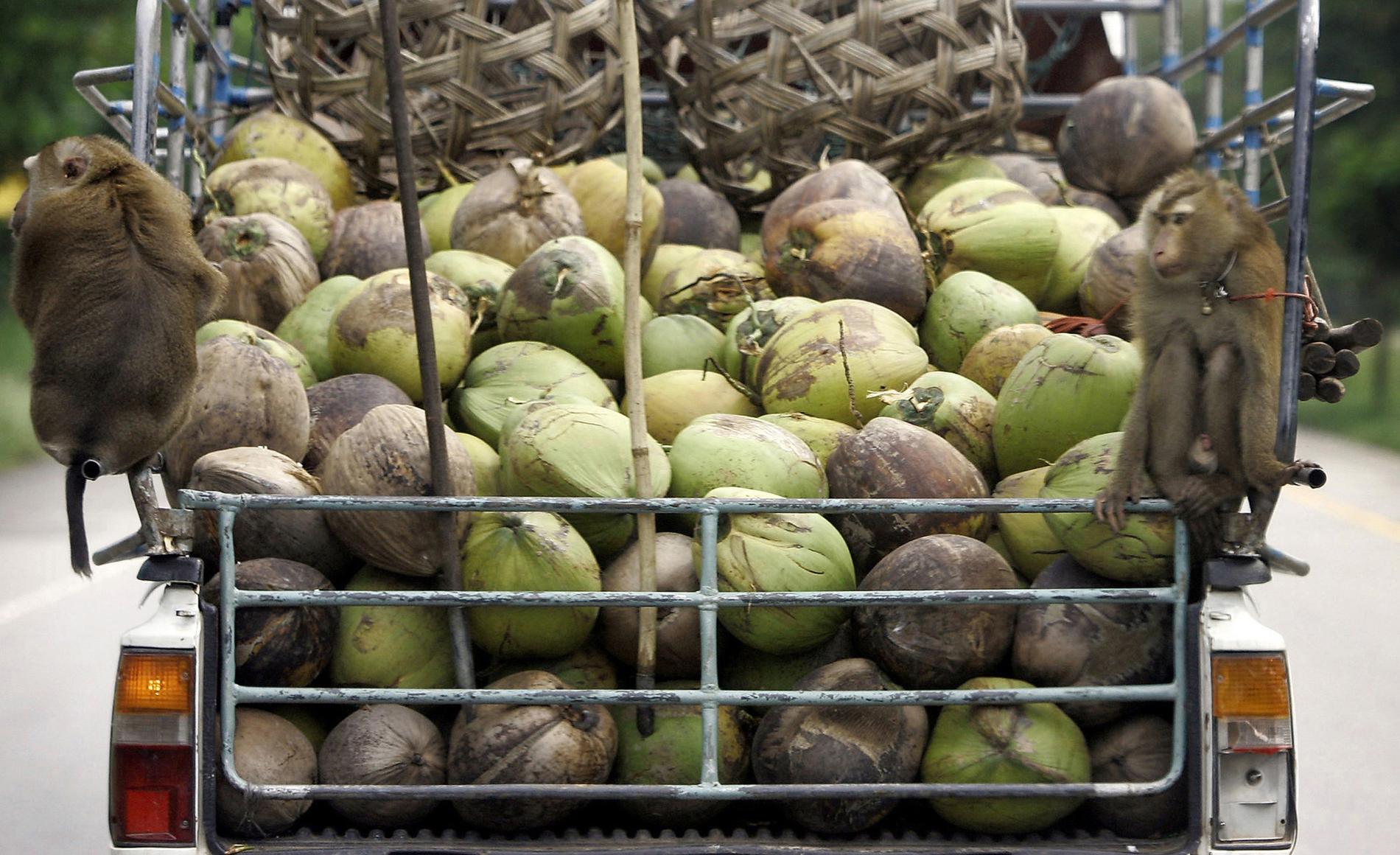 Apor som arbetat på ett flak fyllt med kokosnötter. 