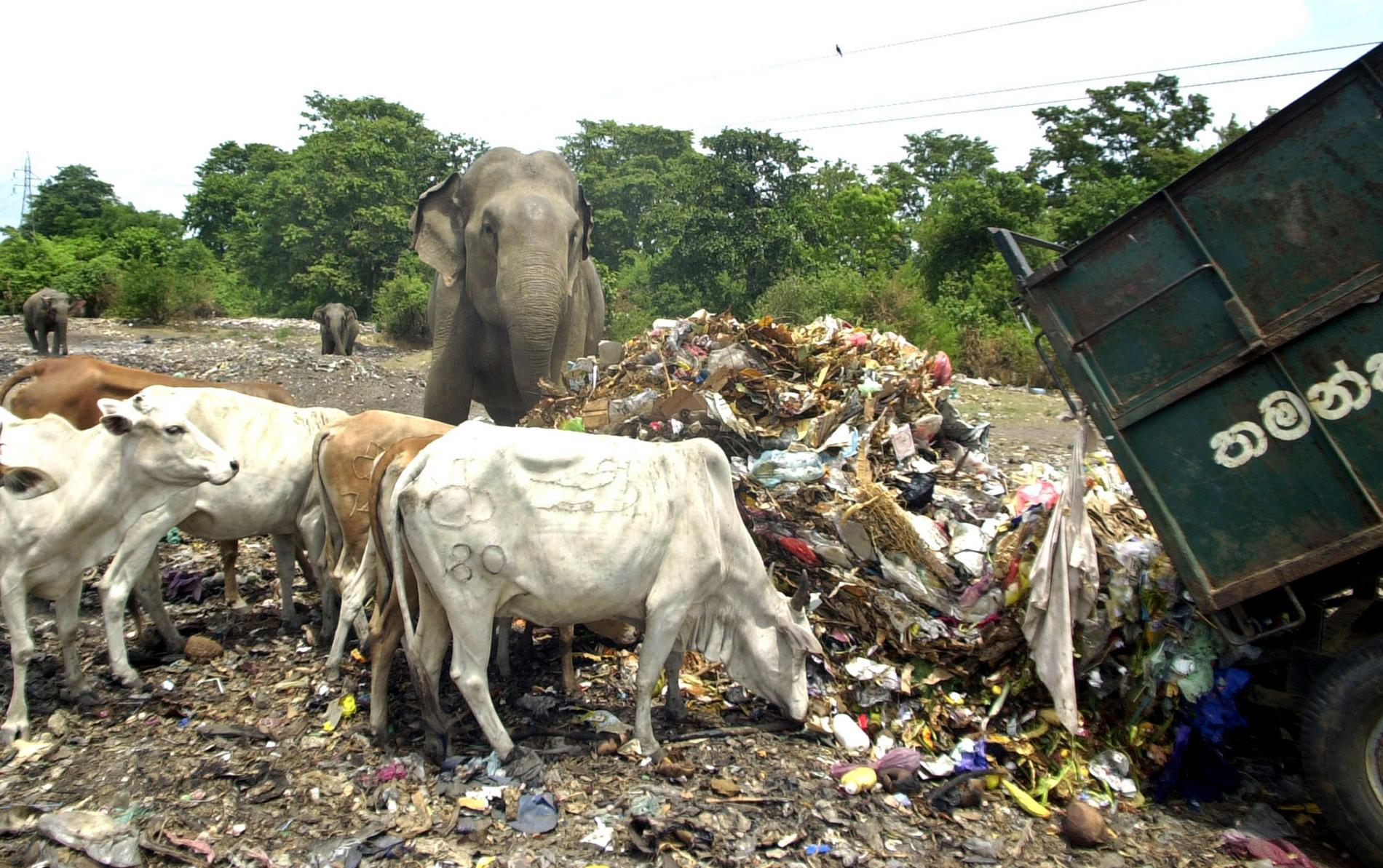 Vilda kor och elefanter äter vid en soptipp nordöst om Colombo. Arkivbild.
