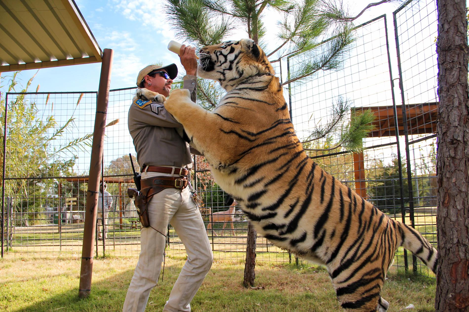 Det zoo som är skådeplats för Netflixserien "Tiger king" stängs. Arkivbild.
